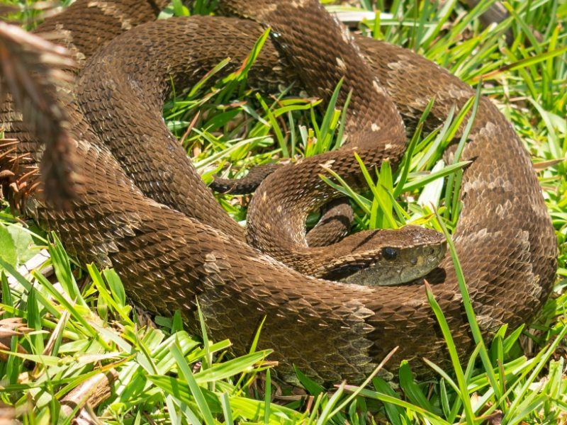 Jararaca-da-mata na Serra Gaúcha | Bothrops jararaca