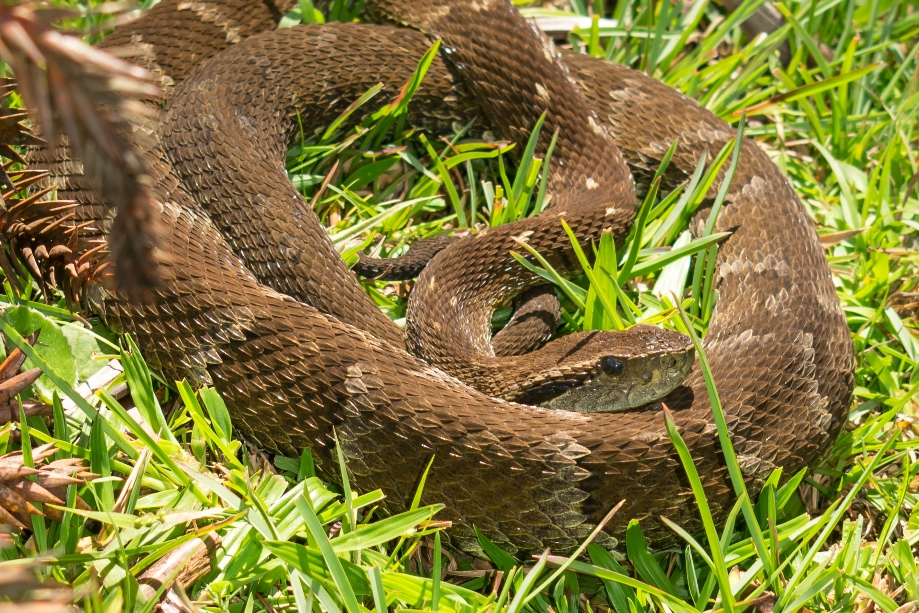 Jararaca-da-mata na Serra Gaúcha | Bothrops jararaca