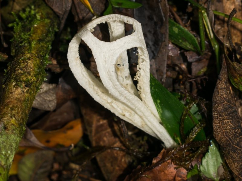 Blumenavia crucis-hellenicae | Fungo raro e vulnerável