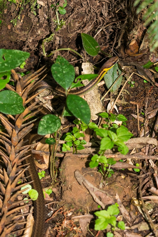 Echinanthera cyanopleura