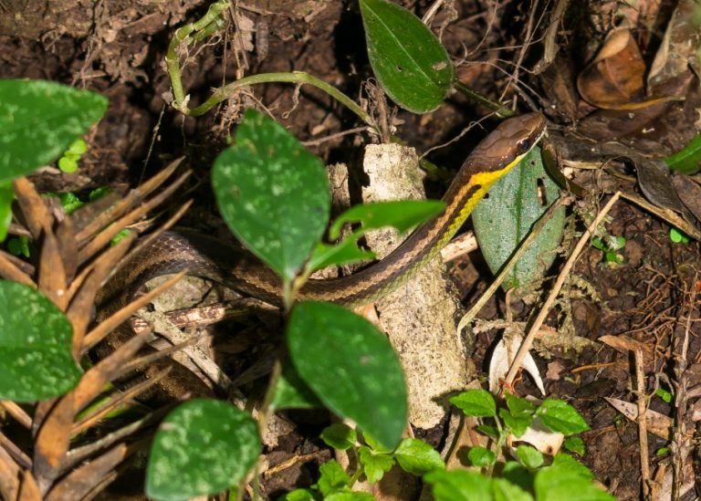 Echinanthera cyanopleura | Cobra na Serra Gaúcha