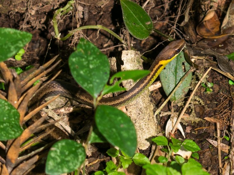 Echinanthera cyanopleura | Cobra na Serra Gaúcha