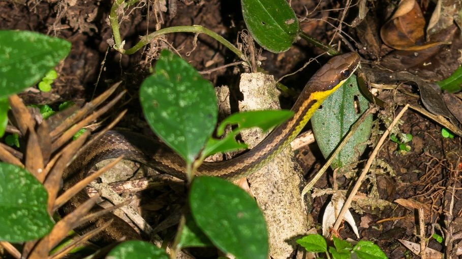 Cobra Echinanthera cyanopleura