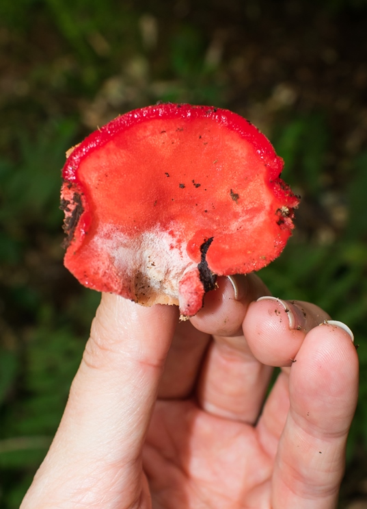 Aurantiporus pulcherrimus