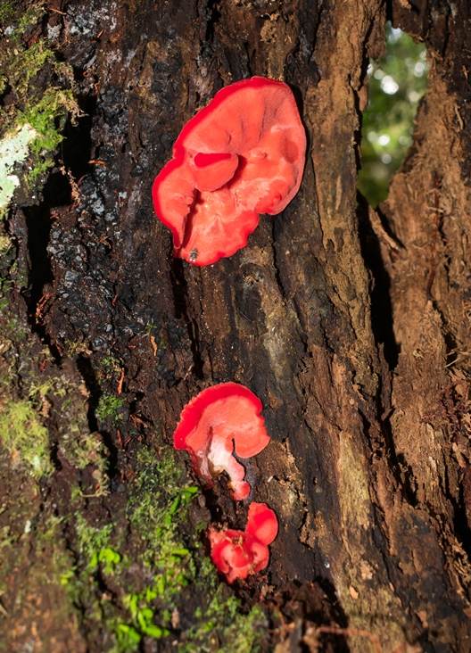 Aurantiporus pulcherrimus