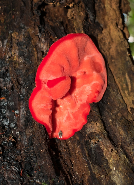 Aurantiporus pulcherrimus