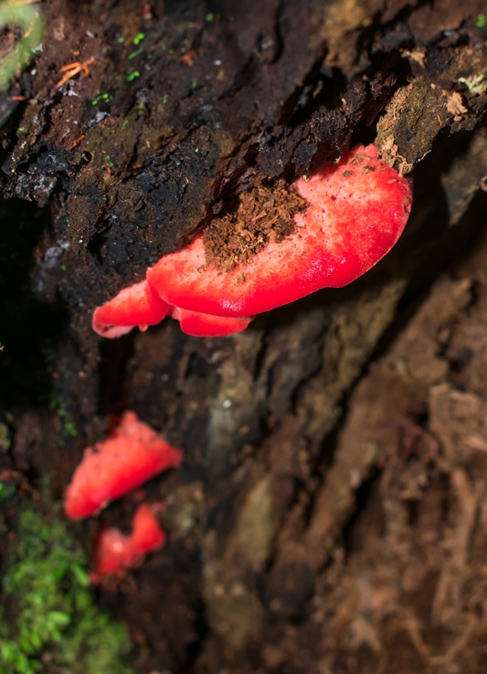 Aurantiporus pulcherrimus