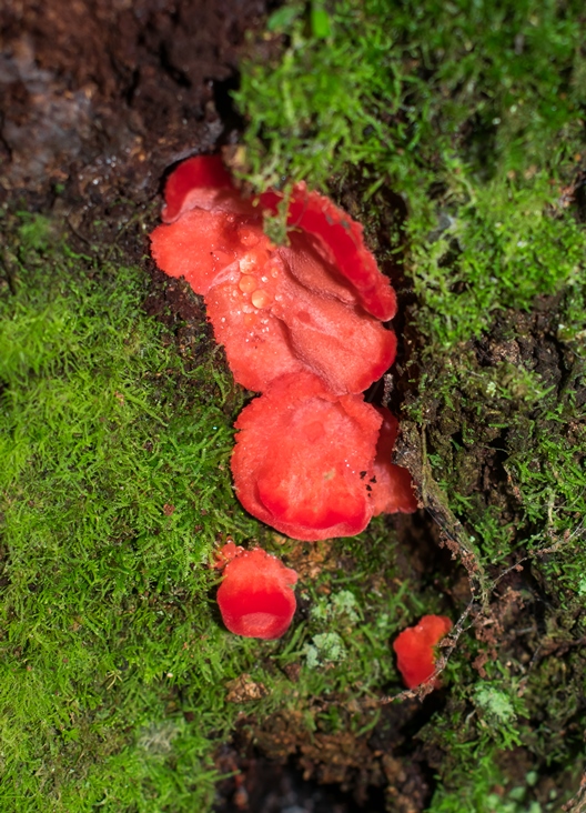 Aurantiporus pulcherrimus