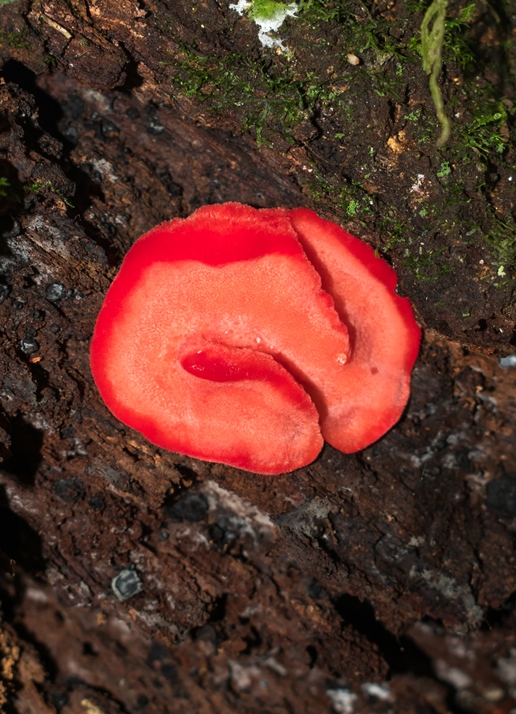 Aurantiporus pulcherrimus