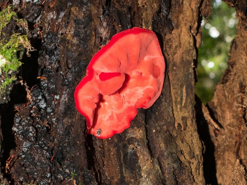 Aurantiporus pulcherrimus | Fungo vermelho na Serra Gaúcha