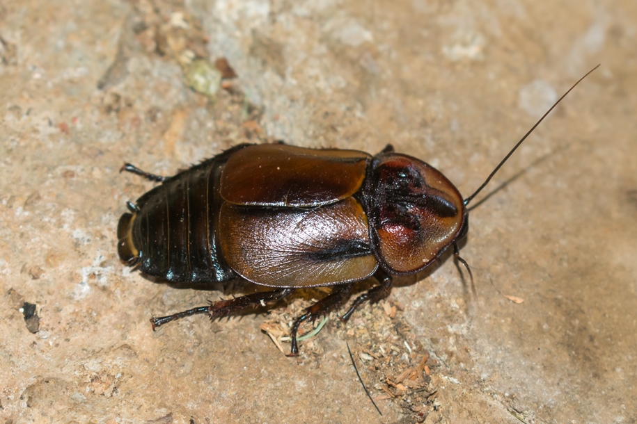 Hiereoblatta cassidea | Barata endêmica da Mata Atlântica