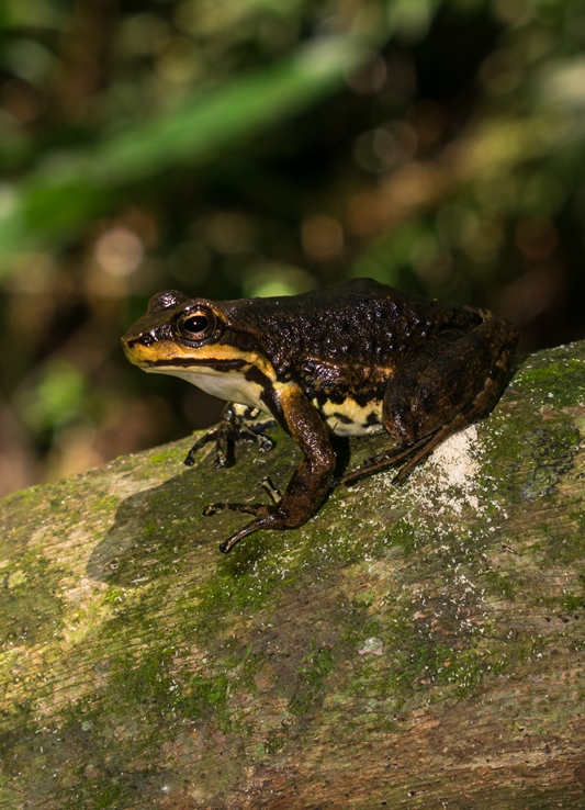 Hylodes meridionalis