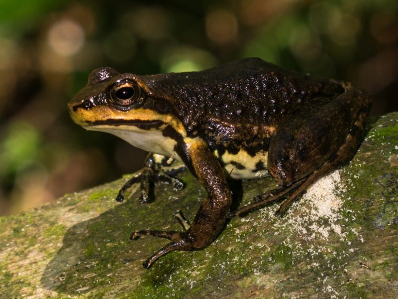 Hylodes meridionalis | Rã endêmica do Sul do Brasil