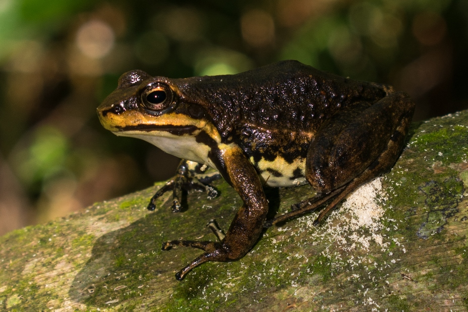 Hylodes meridionalis | Rã endêmica do Sul do Brasil