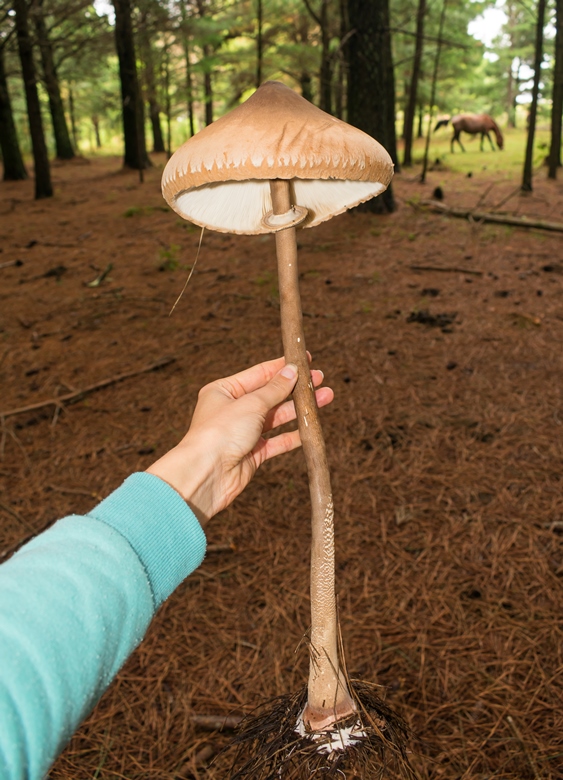 Macrolepiota abruptibulbosa