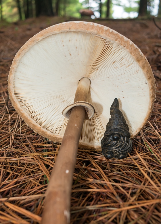 Macrolepiota abruptibulbosa