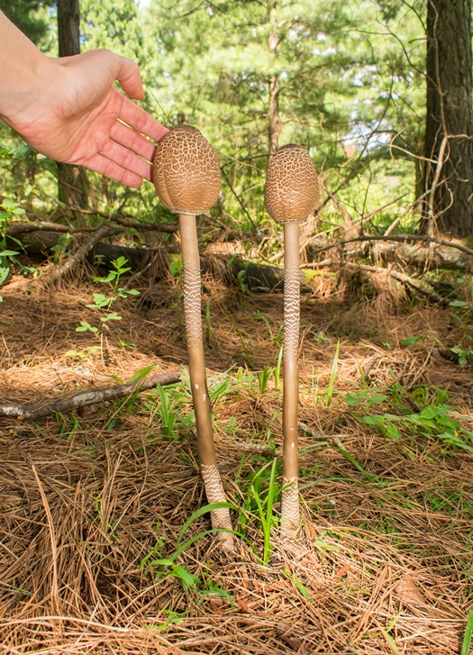 Macrolepiota abruptibulbosa