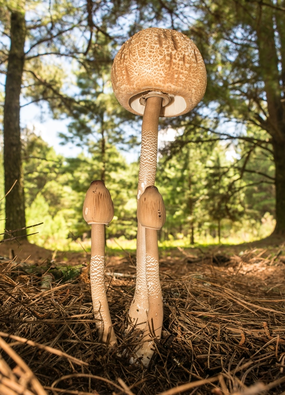 Macrolepiota abruptibulbosa