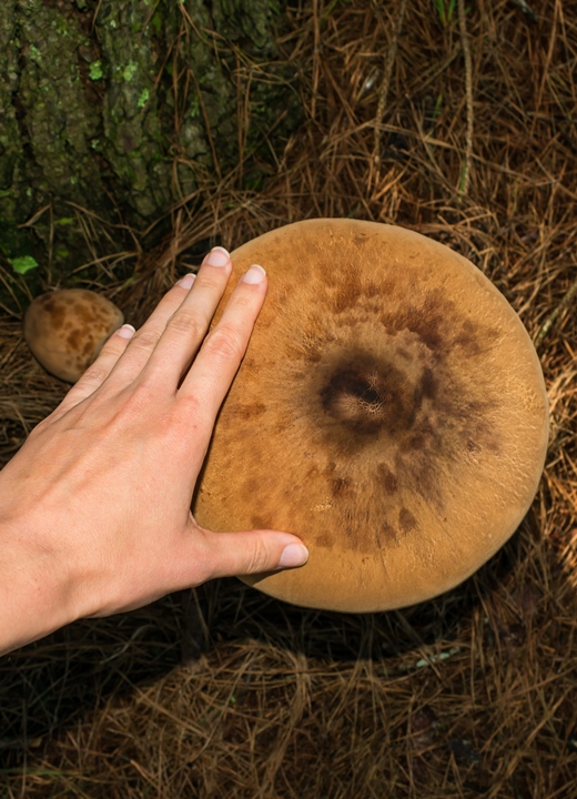 Macrolepiota abruptibulbosa