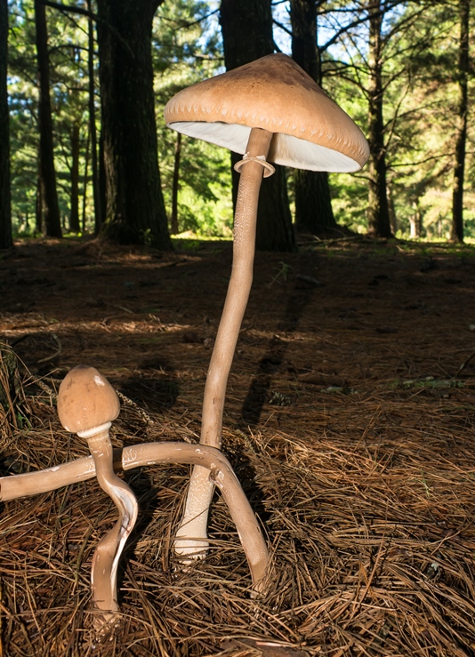 Macrolepiota abruptibulbosa