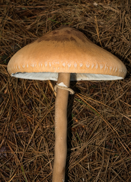 Macrolepiota abruptibulbosa