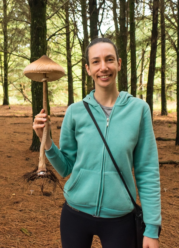 Macrolepiota abruptibulbosa