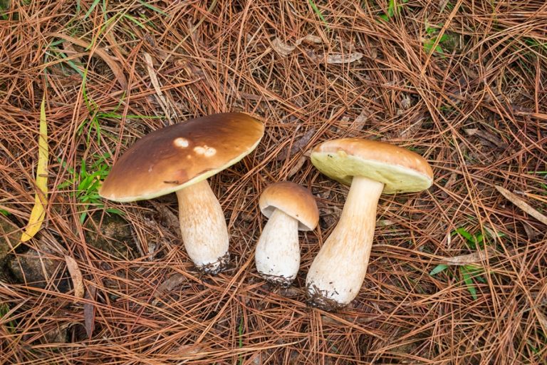 Cogumelos comestíveis associados a Pinus no Brasil