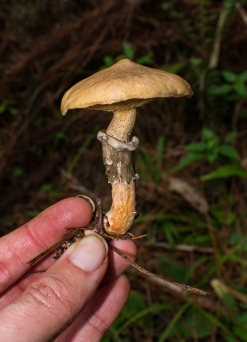 Suillus salmonicolor