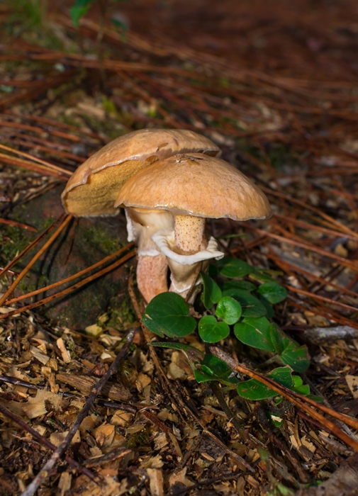 Suillus salmonicolor