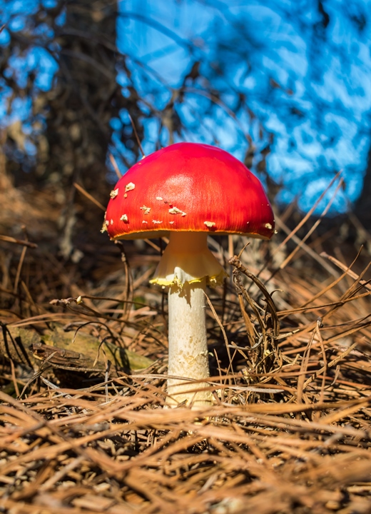 Amanita muscaria