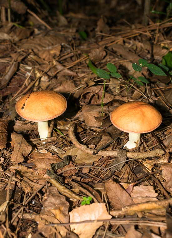 Cogumelo Lactarius quieticolor na Serra Gaúcha Suillus granulatus