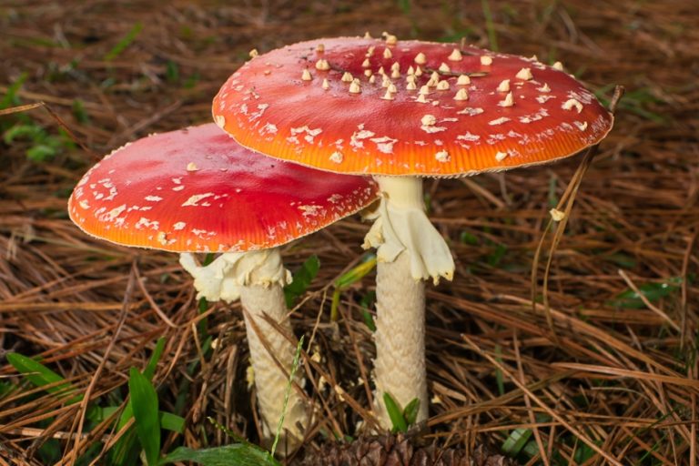 Cogumelos vermelhos na natureza | Fotos e informações