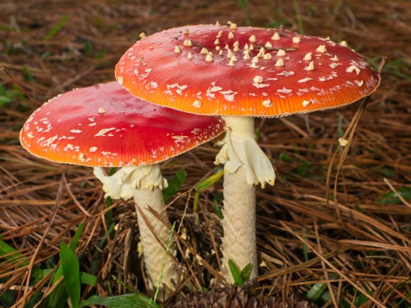 Cogumelos vermelhos na natureza | Fotos e informações