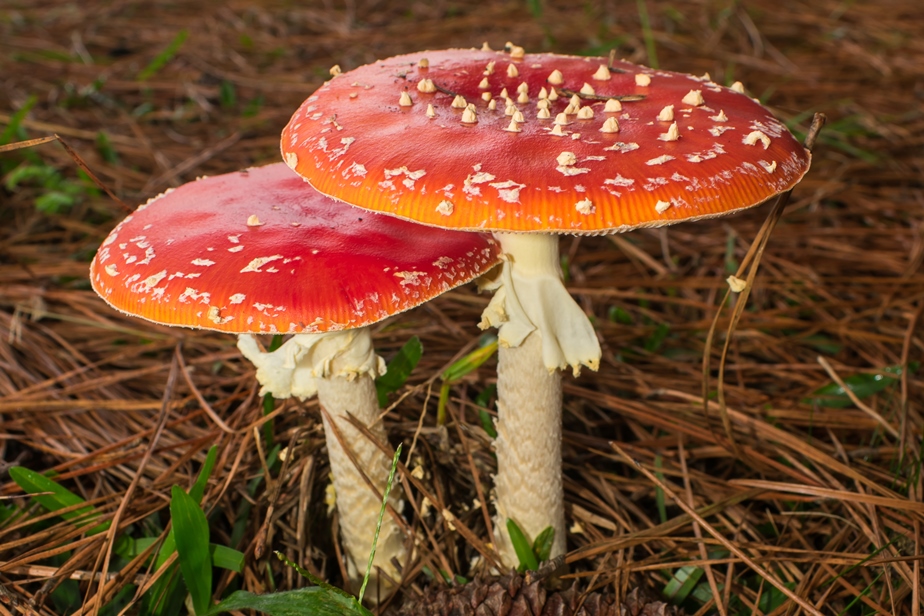 Cogumelos vermelhos na natureza | Fotos e informações