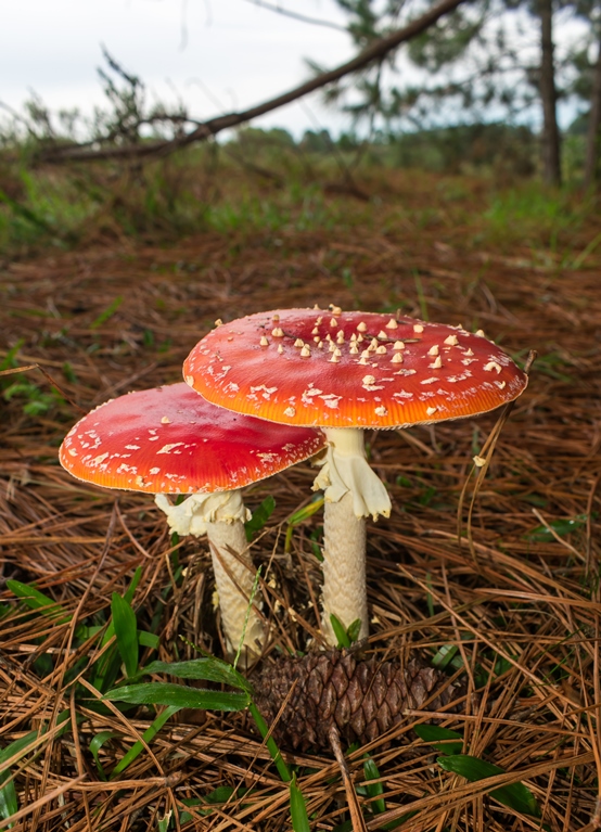 Amanita muscaria