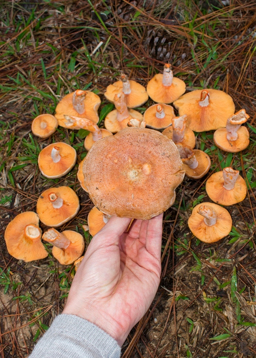 Lactarius quieticolor - cogumelo comestível