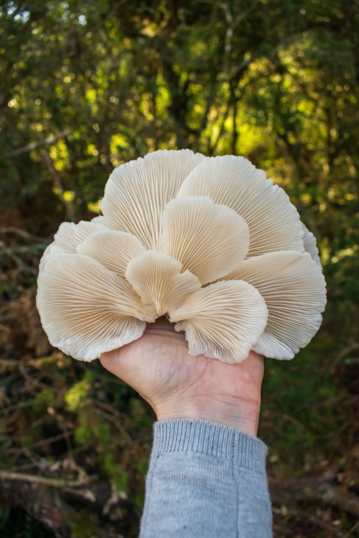 Pleurotus albidus - cogumelo comestível
