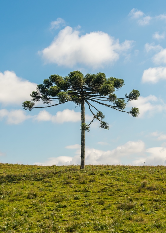 Araucária nos Campos de Cima da Serra