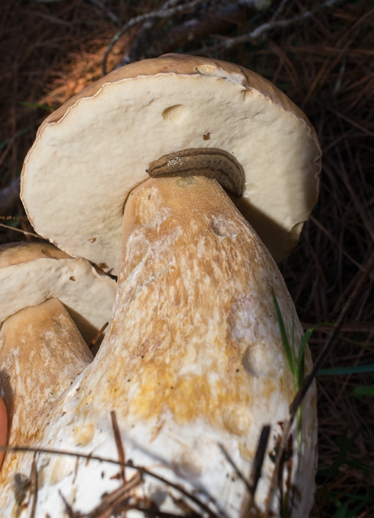 Cogumelo Porcini (Boletus edulis) na Serra Gaúcha Cogumelo Porcini - Boletus edulis