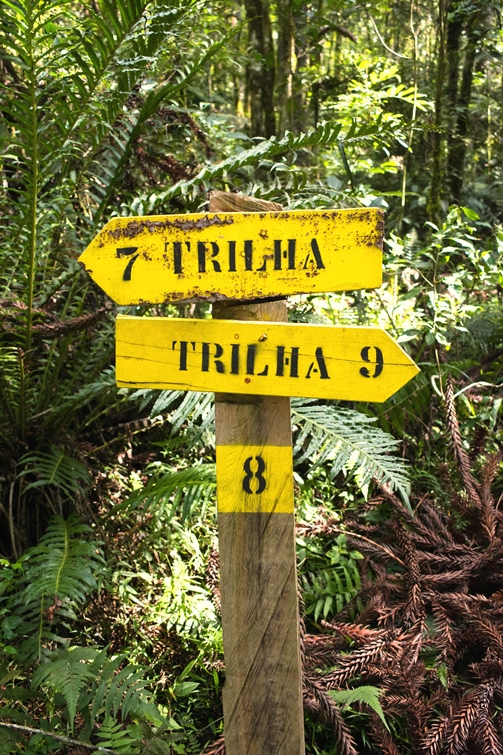 Trilha na FLONA de Canela