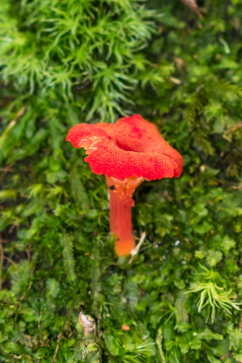 Hygrocybe sp.