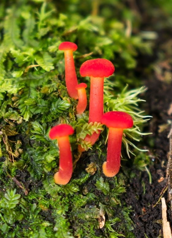 Hygrocybe sp.