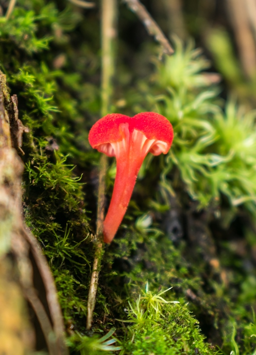 Hygrocybe vermelho
