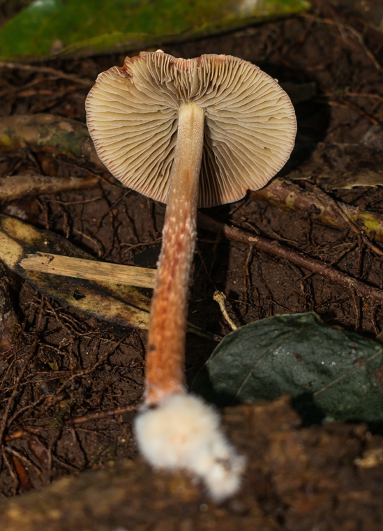 Leratiomyces ceres