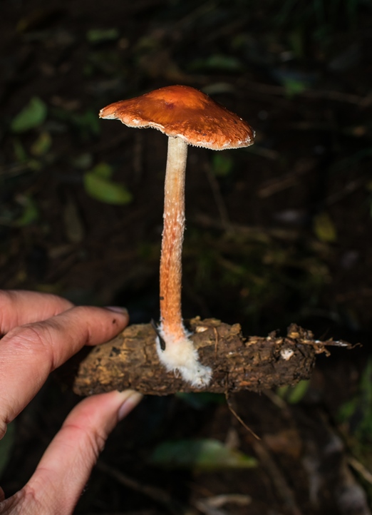 Leratiomyces ceres