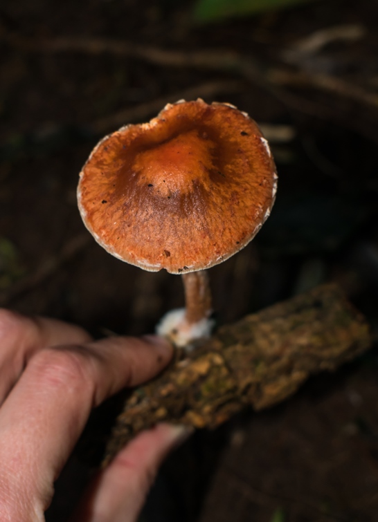 Leratiomyces ceres