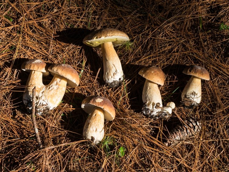 Cogumelo Porcini - Boletus edulis
