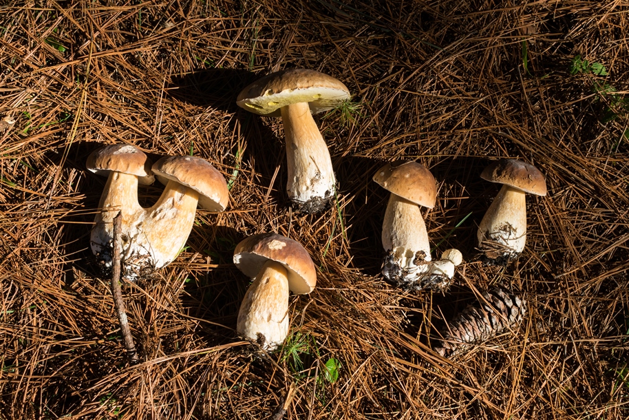 Porcini (Boletus edulis) | Cogumelo selvagem comestível no Brasil