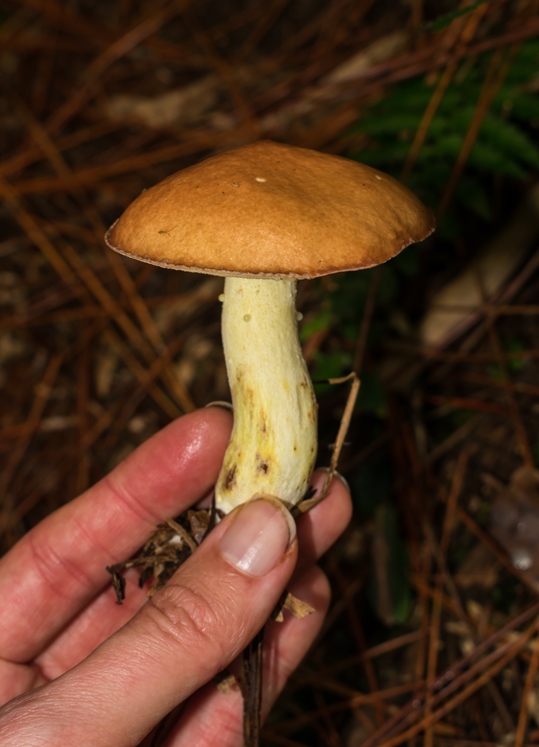 Suillus granulatus