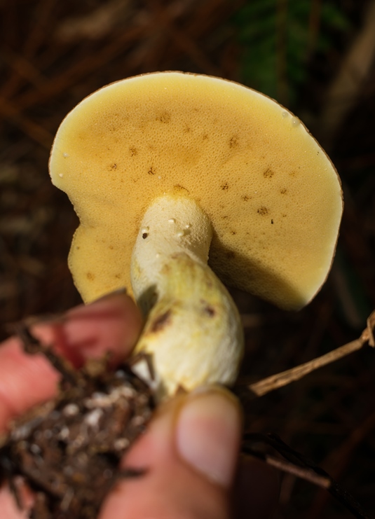 Cogumelo Lactarius quieticolor na Serra Gaúcha Suillus granulatus